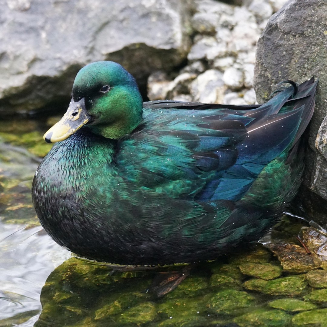 a photo of an Emerald Duck
