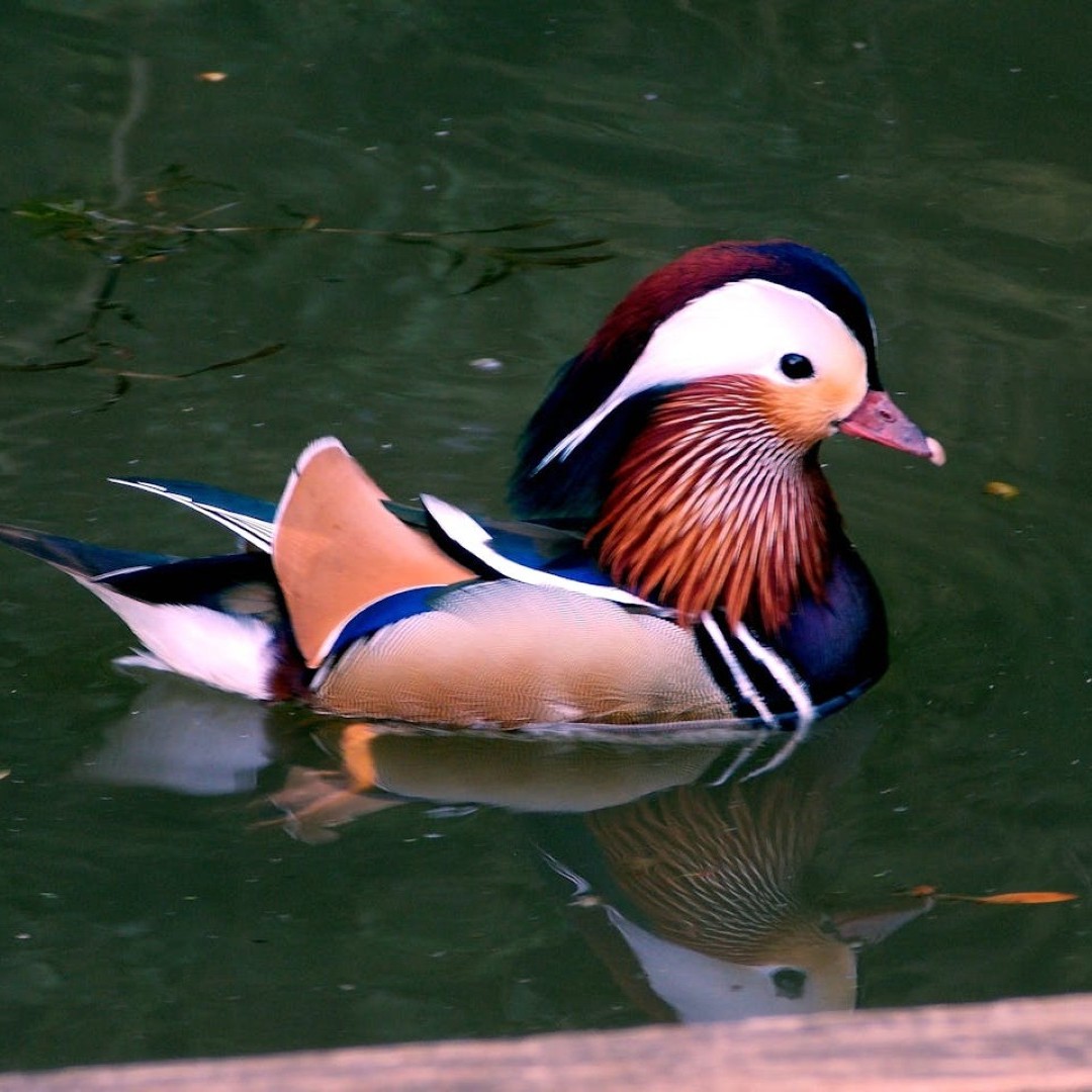 a photo of a male Mandarin duck