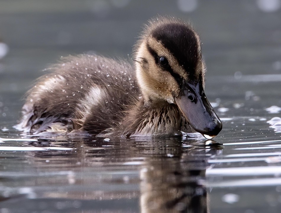 Photo of a duckling swimming
