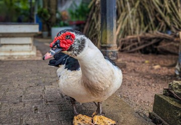 a photo of a Male Muscovy Duck