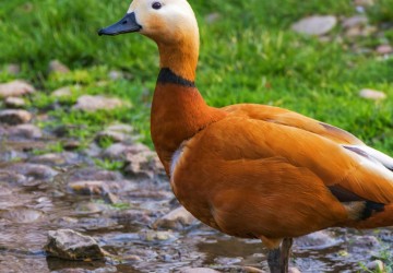 a photo of a Ruddy Shelduck
