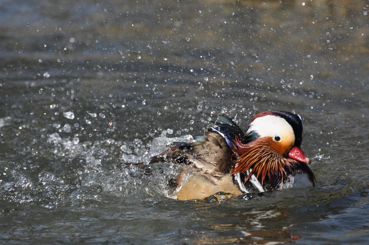 Photo of a duck swimming