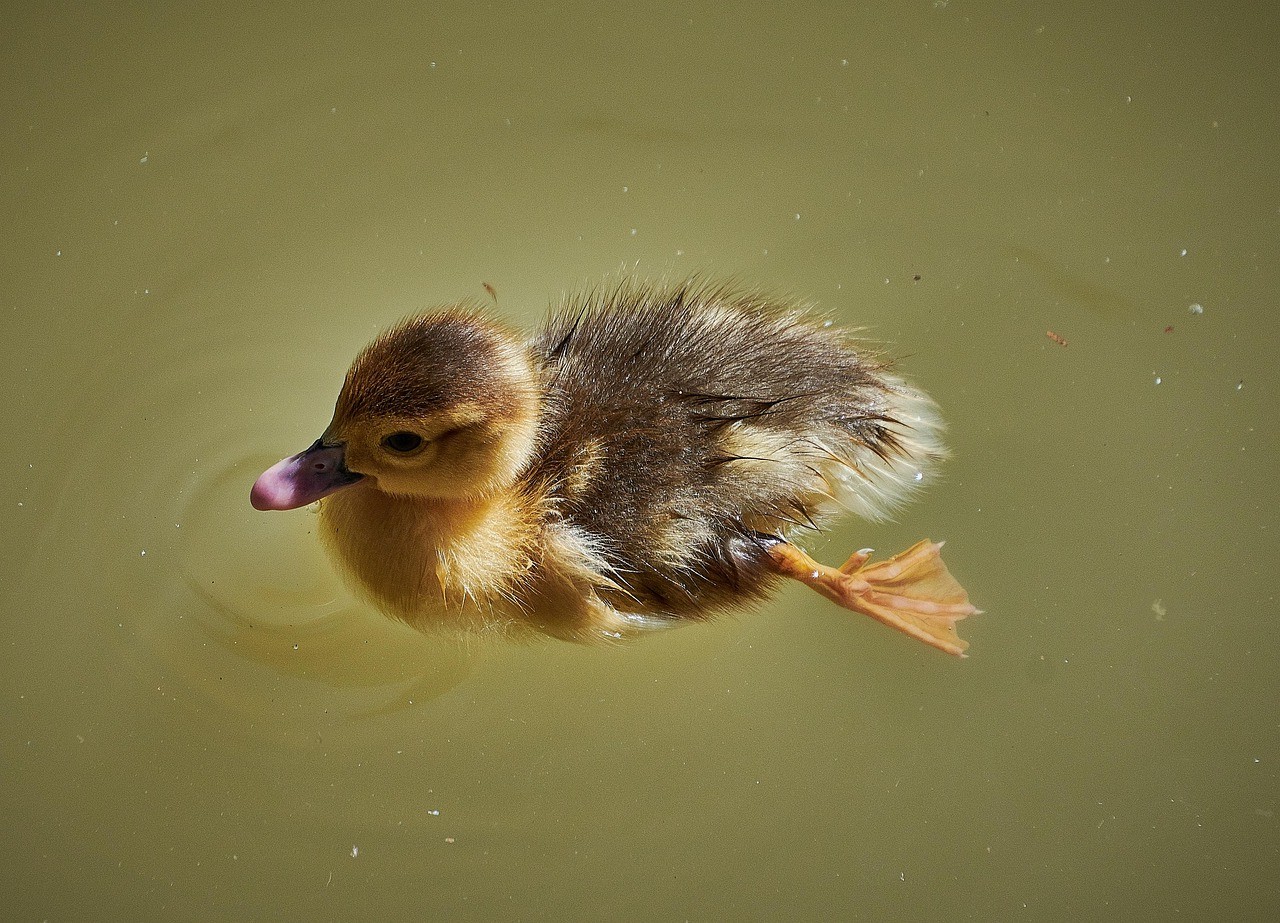 Photo of a duckling