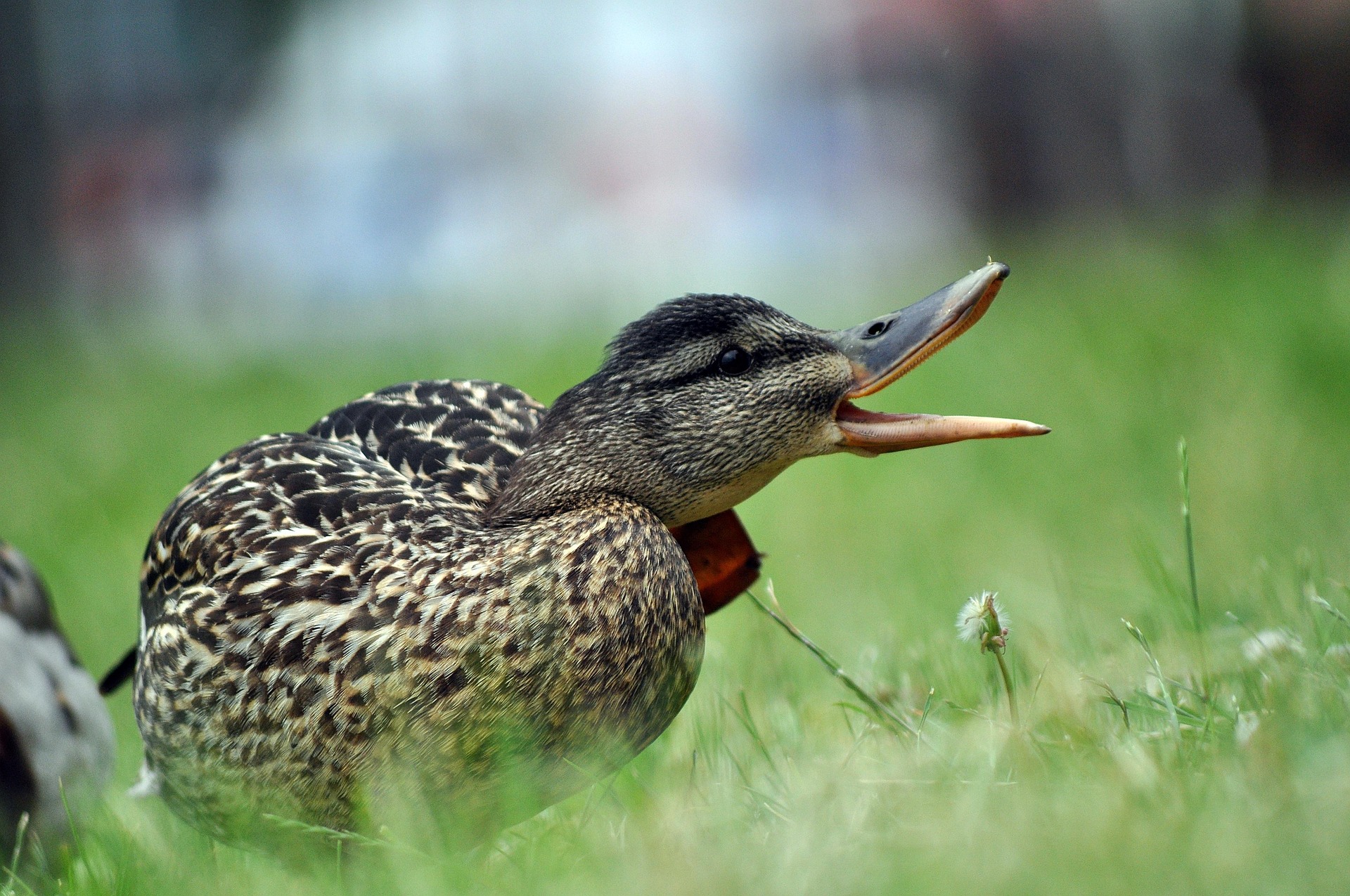 Photo of a duck quacking