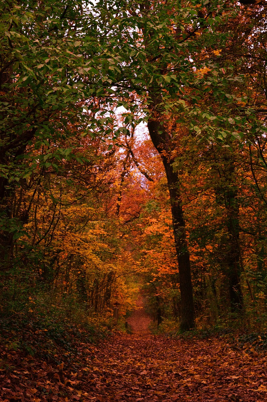 Fall Forest