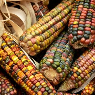 Colorful fall corn.
