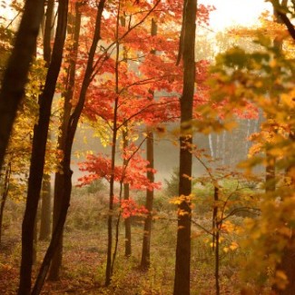 A forest of colorful trees backlit by the sun.